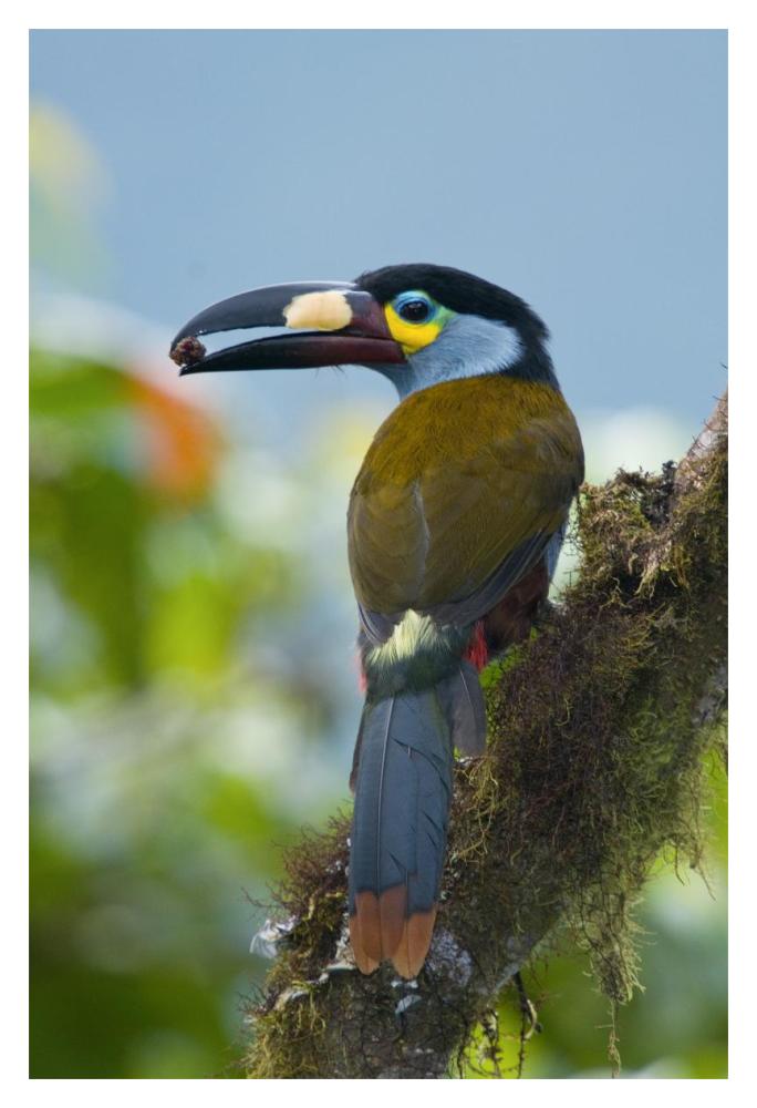 Plate-Billed Mountain-Toucan Feeding On Fruit, Ecuador-Paper Art-14X20
