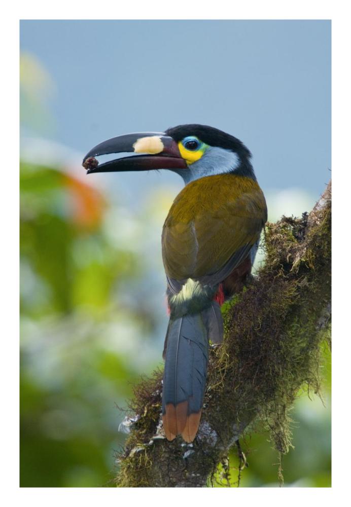 Plate-Billed Mountain-Toucan Feeding On Fruit, Ecuador-Paper Art-18X26