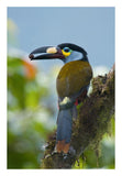 Plate-Billed Mountain-Toucan Feeding On Fruit, Ecuador-Paper Art-18X26