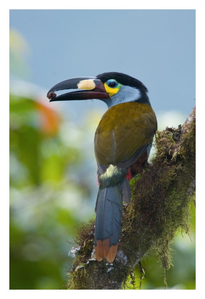Plate-Billed Mountain-Toucan Feeding On Fruit, Ecuador-Paper Art-22X32