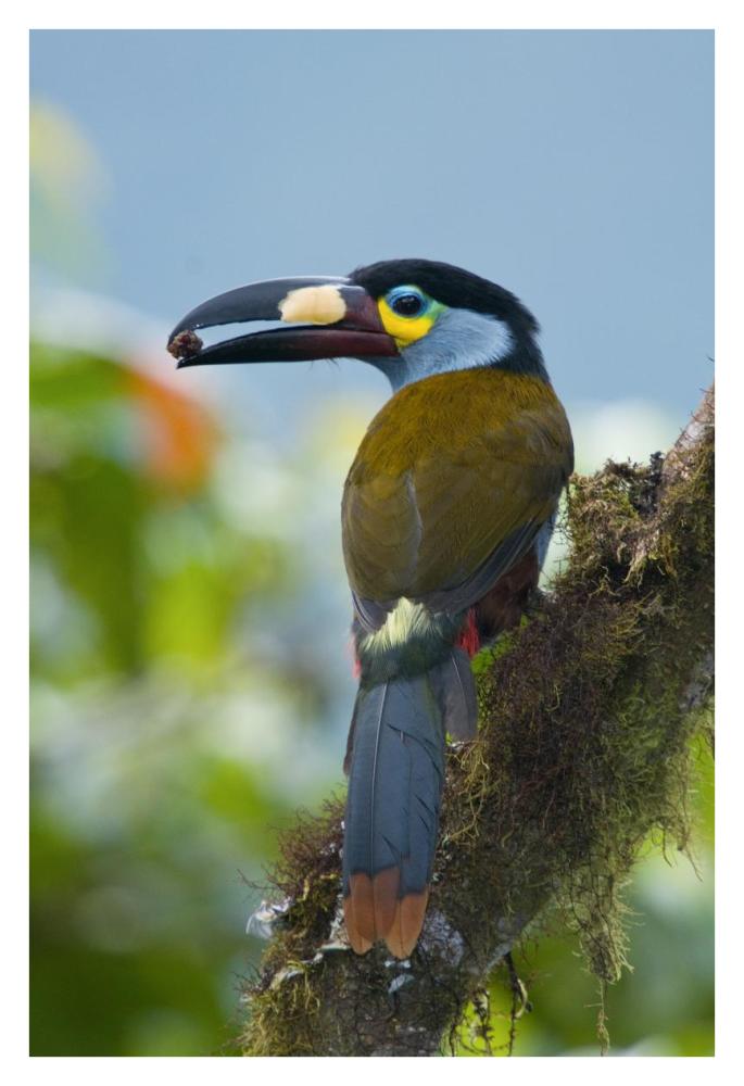 Plate-Billed Mountain-Toucan Feeding On Fruit, Ecuador-Paper Art-26X38