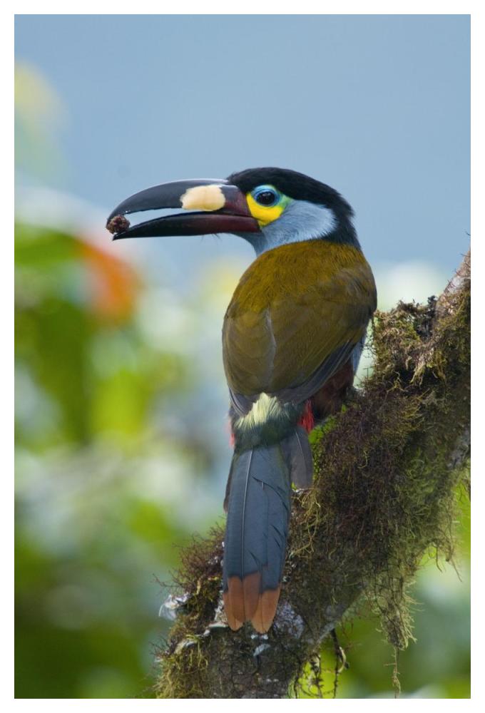 Plate-Billed Mountain-Toucan Feeding On Fruit, Ecuador-Paper Art-34X50
