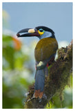 Plate-Billed Mountain-Toucan Feeding On Fruit, Ecuador-Paper Art-34X50