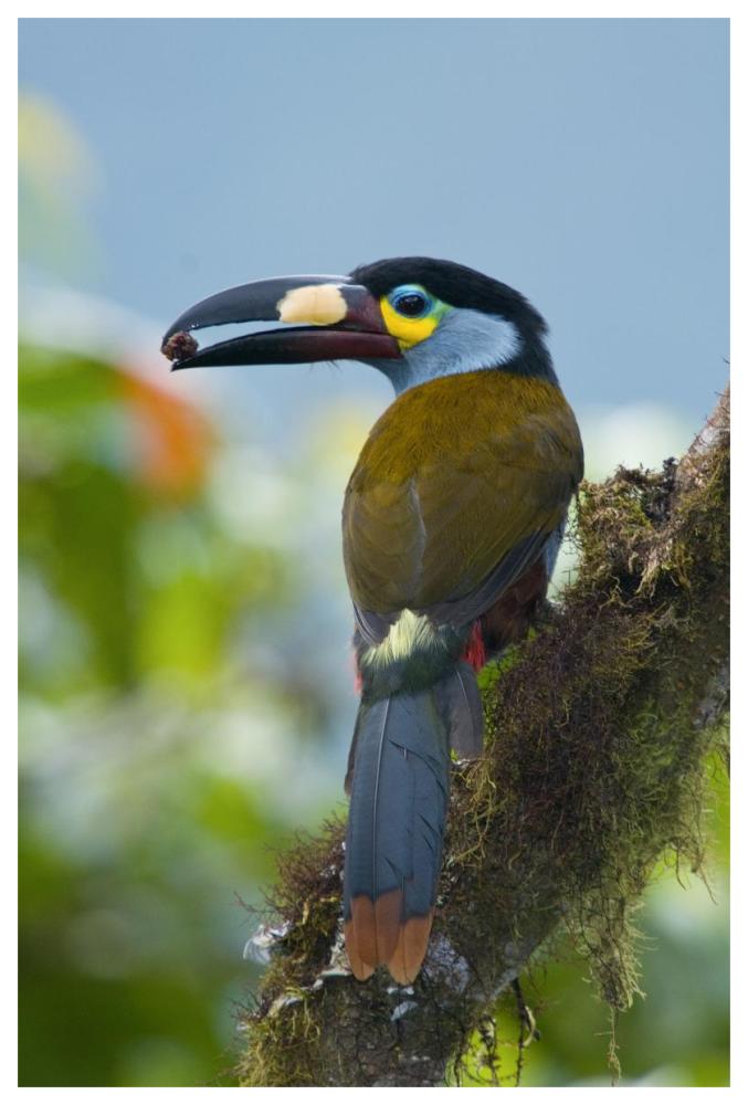 Plate-Billed Mountain-Toucan Feeding On Fruit, Ecuador-Paper Art-42X62