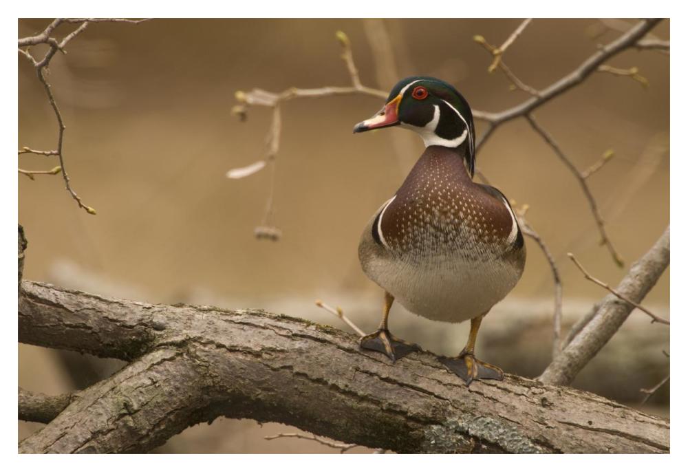 Wood Duck Male, Kensington Metropark, Milford, Michigan-Paper Art-20X14