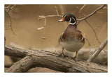 Wood Duck Male, Kensington Metropark, Milford, Michigan-Paper Art-26X18