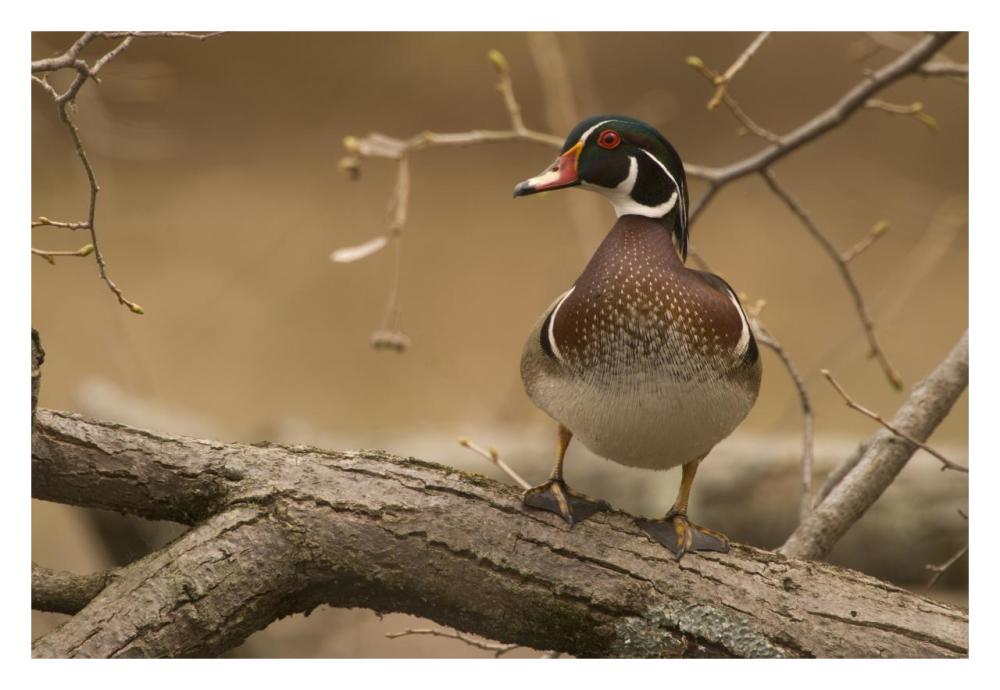 Wood Duck Male, Kensington Metropark, Milford, Michigan-Paper Art-32X22