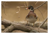 Wood Duck Male, Kensington Metropark, Milford, Michigan-Paper Art-38X26