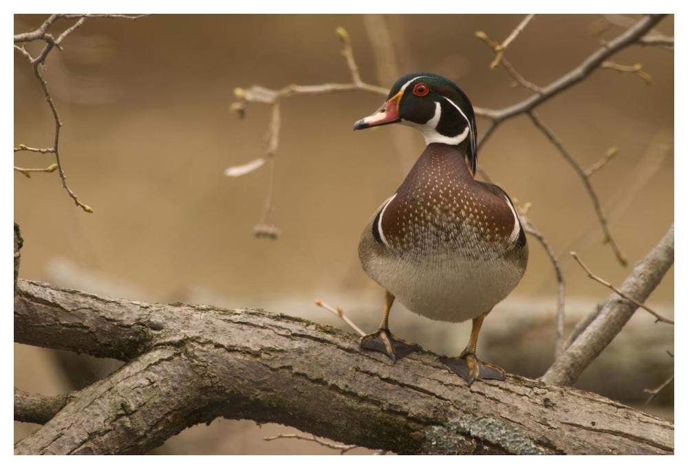 Wood Duck Male, Kensington Metropark, Milford, Michigan-Paper Art-50X34
