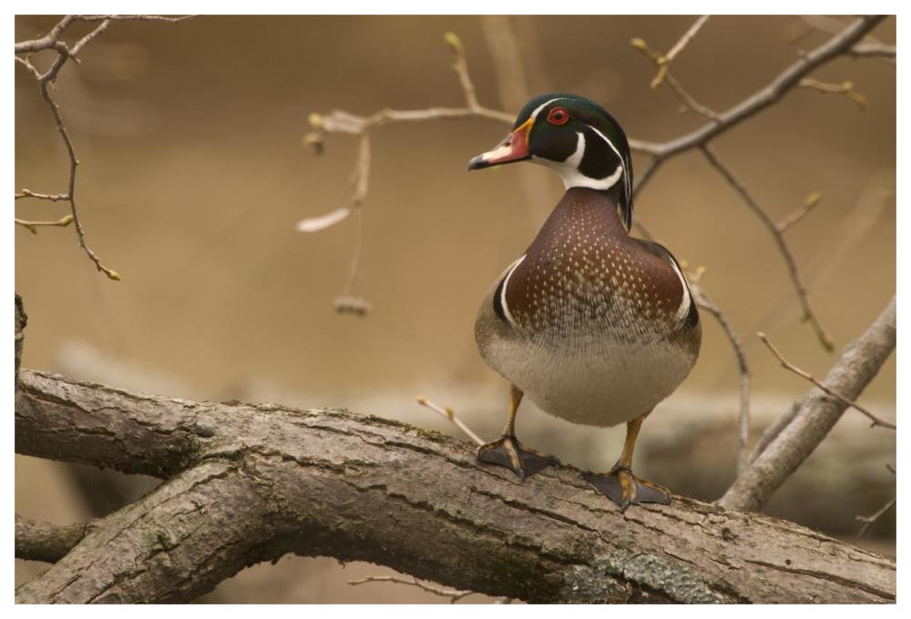 Wood Duck Male, Kensington Metropark, Milford, Michigan-Paper Art-62X42