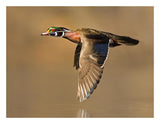 Wood Duck Male Flying, Lapeer State Game Area, Michigan-Paper Art-26X20