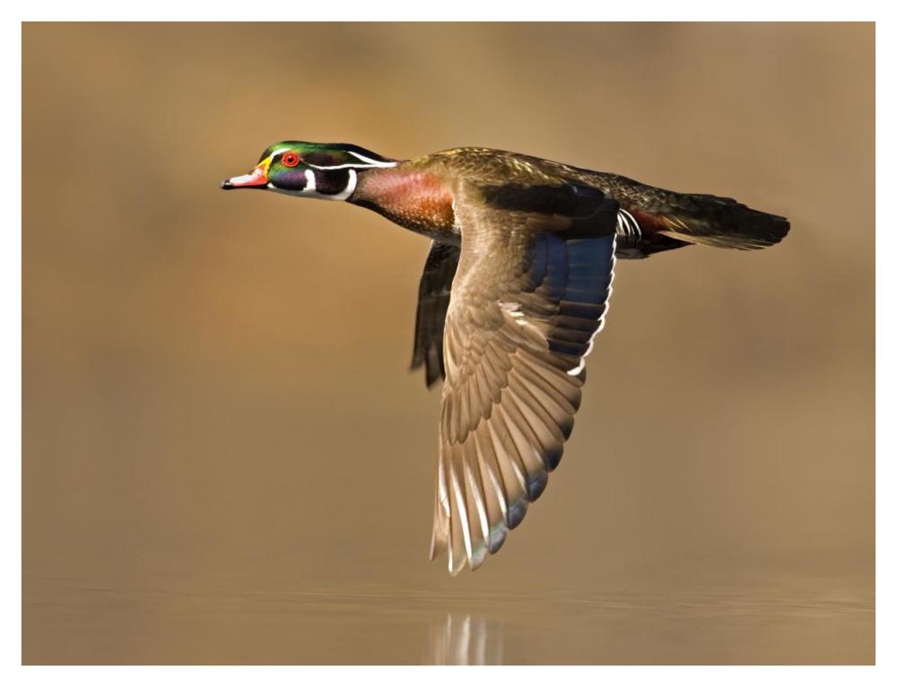 Wood Duck Male Flying, Lapeer State Game Area, Michigan-Paper Art-42X32