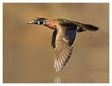 Wood Duck Male Flying, Lapeer State Game Area, Michigan-Paper Art-42X32
