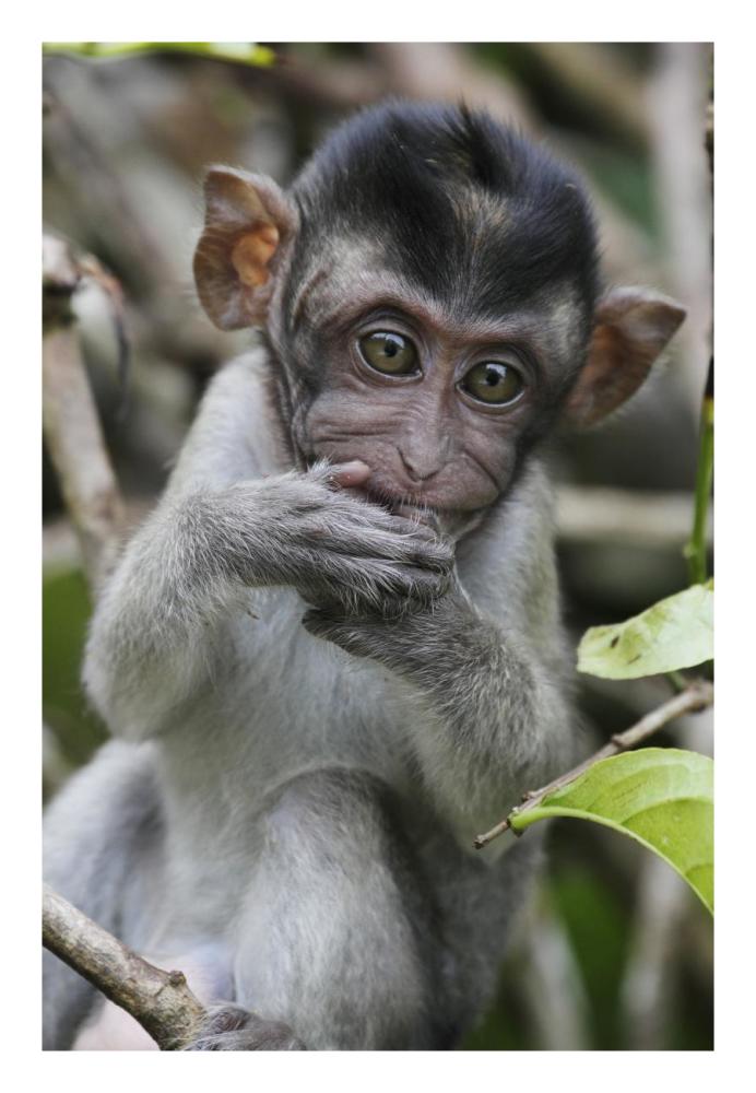 Long-Tailed Macaque Baby, Saba, Malaysia-Paper Art-18X26