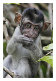 Long-Tailed Macaque Baby, Saba, Malaysia-Paper Art-18X26