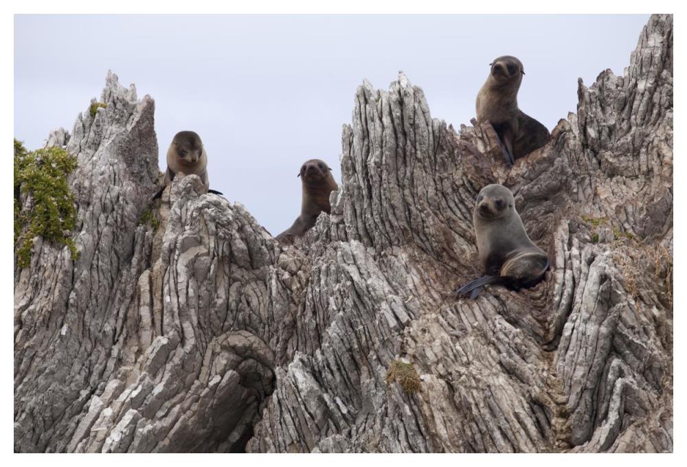 New Zealand Fur Seal Pups On Folded Limestone Layers, Kaikoura, North Canterbury, New Zealand-Paper Art-50X34