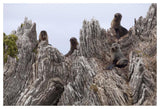 New Zealand Fur Seal Pups On Folded Limestone Layers, Kaikoura, North Canterbury, New Zealand-Paper Art-50X34
