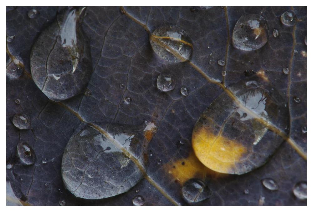 Water Drops On A Leaf, Goldenstedt, Lower Saxony, Germany-Paper Art-50X34