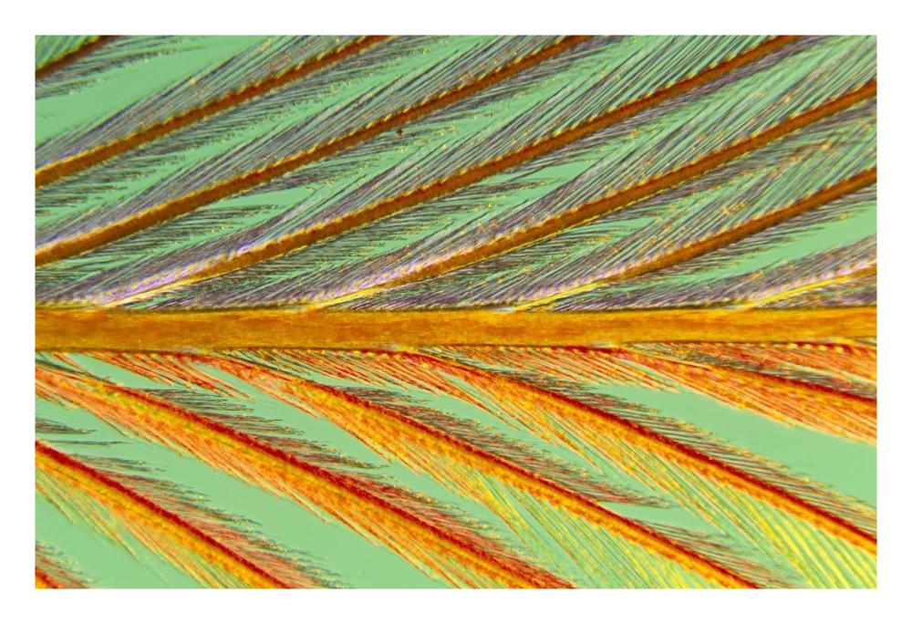 Close Up Of Feather Showing Barbules Branching Off From Barb And Tiny Barbicels-Paper Art-26X18