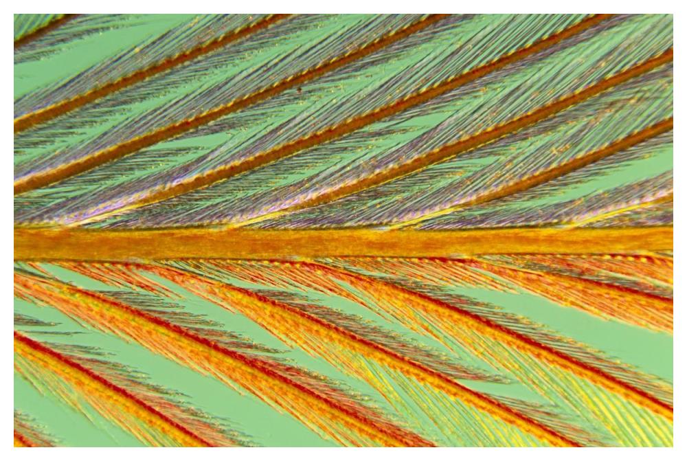 Close Up Of Feather Showing Barbules Branching Off From Barb And Tiny Barbicels-Paper Art-50X34