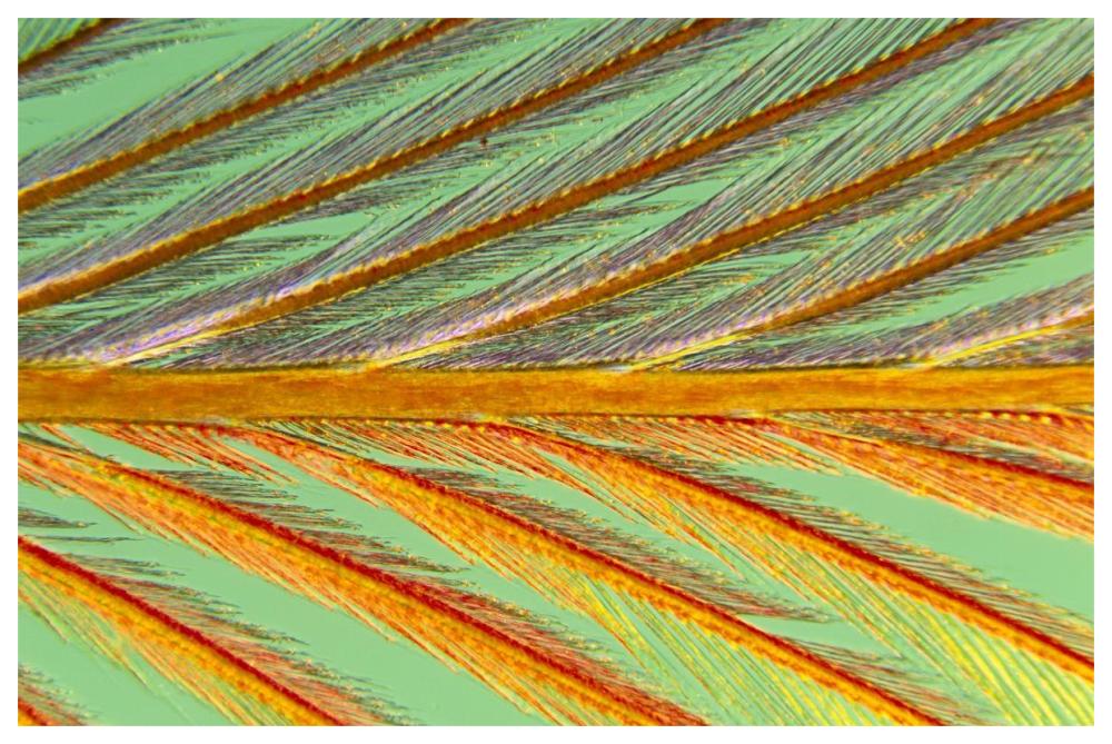 Close Up Of Feather Showing Barbules Branching Off From Barb And Tiny Barbicels-Paper Art-62X42