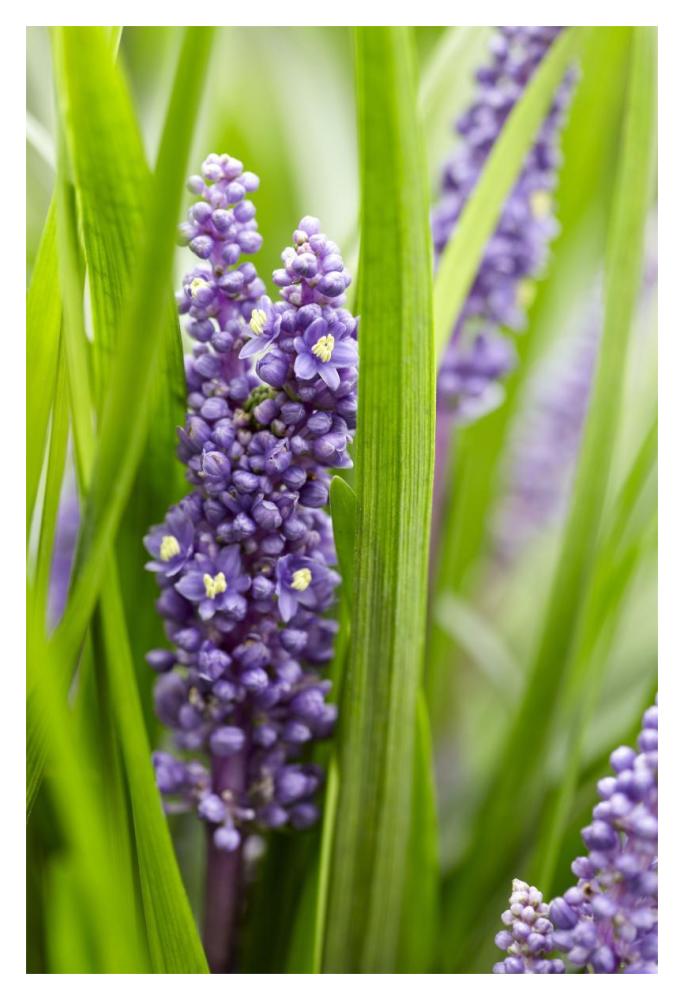 Border Grass Big Blue Sense Variety Flowers-Paper Art-14X20