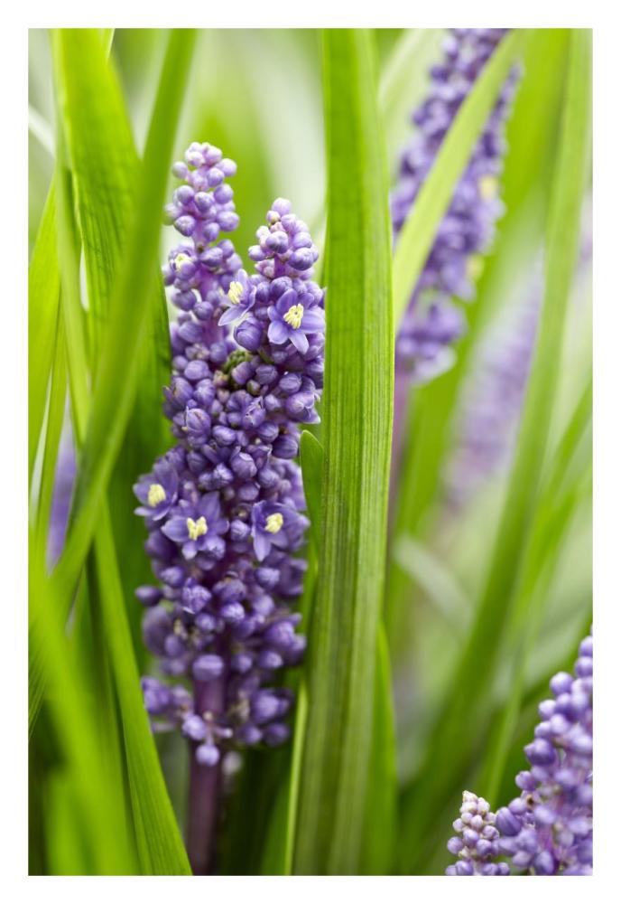 Border Grass Big Blue Sense Variety Flowers-Paper Art-22X32