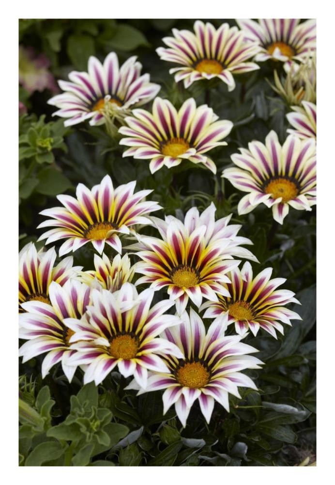 Gazania Big Kiss White Flame Variety Flowers-Paper Art-18X26