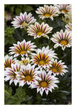 Gazania Big Kiss White Flame Variety Flowers-Paper Art-18X26