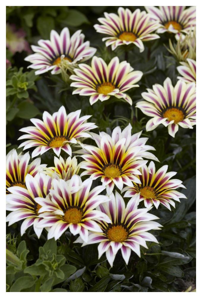 Gazania Big Kiss White Flame Variety Flowers-Paper Art-34X50