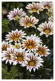 Gazania Big Kiss White Flame Variety Flowers-Paper Art-34X50