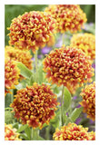 Blanketflower Dakota Reveille Variety Flowers-Paper Art-22X32