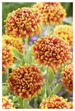 Blanketflower Dakota Reveille Variety Flowers-Paper Art-34X50