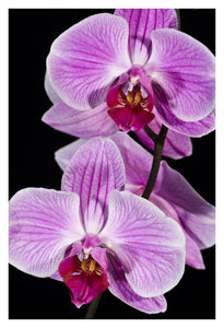 Orchid Flowering, Beveren-Waas, Belgium-Paper Art-14X20