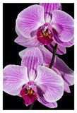 Orchid Flowering, Beveren-Waas, Belgium-Paper Art-14X20