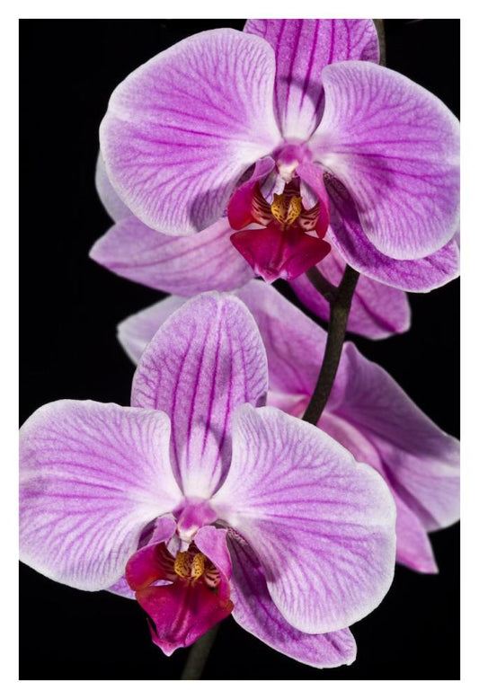 Orchid Flowering, Beveren-Waas, Belgium-Paper Art-26X38