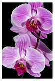 Orchid Flowering, Beveren-Waas, Belgium-Paper Art-26X38