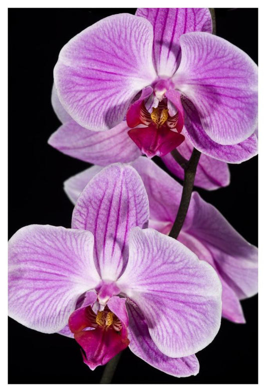 Orchid Flowering, Beveren-Waas, Belgium-Paper Art-34X50