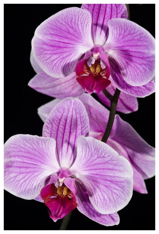 Orchid Flowering, Beveren-Waas, Belgium-Paper Art-42X62