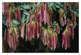 Young Red Leaves Lacking Chlorophyll, Barro Colorado Island, Panama-Paper Art-38X26