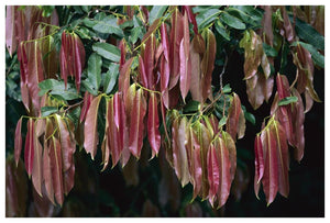 Young Red Leaves Lacking Chlorophyll, Barro Colorado Island, Panama-Paper Art-62X42