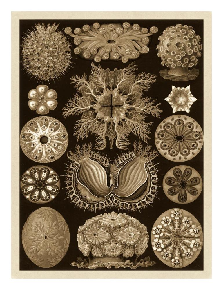 Global Gallery Haeckel Nature Illustrations: Ascidiae - Sepia Tint-Paper Art-20X26