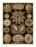 Global Gallery Haeckel Nature Illustrations: Ascidiae - Sepia Tint-Paper Art-20X26