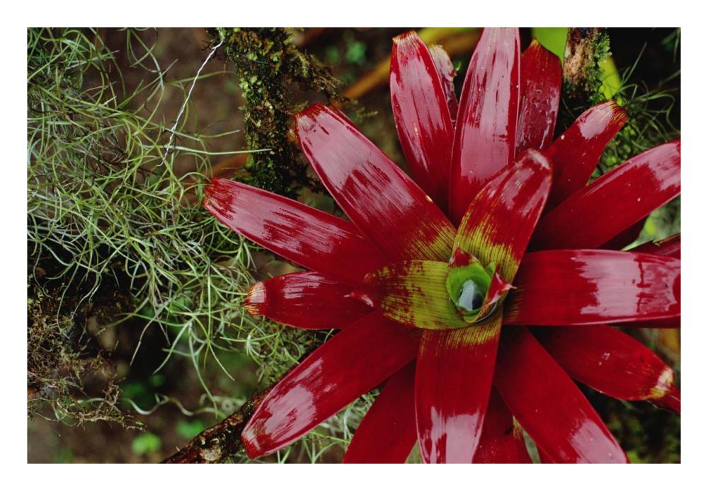 Tufted Airplant And Spanish Moss , La Planada Reserve, Colombia-Paper Art-26X18