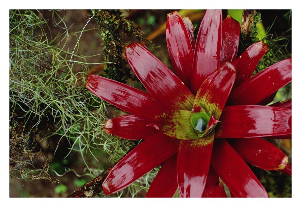 Tufted Airplant And Spanish Moss , La Planada Reserve, Colombia-Paper Art-32X22