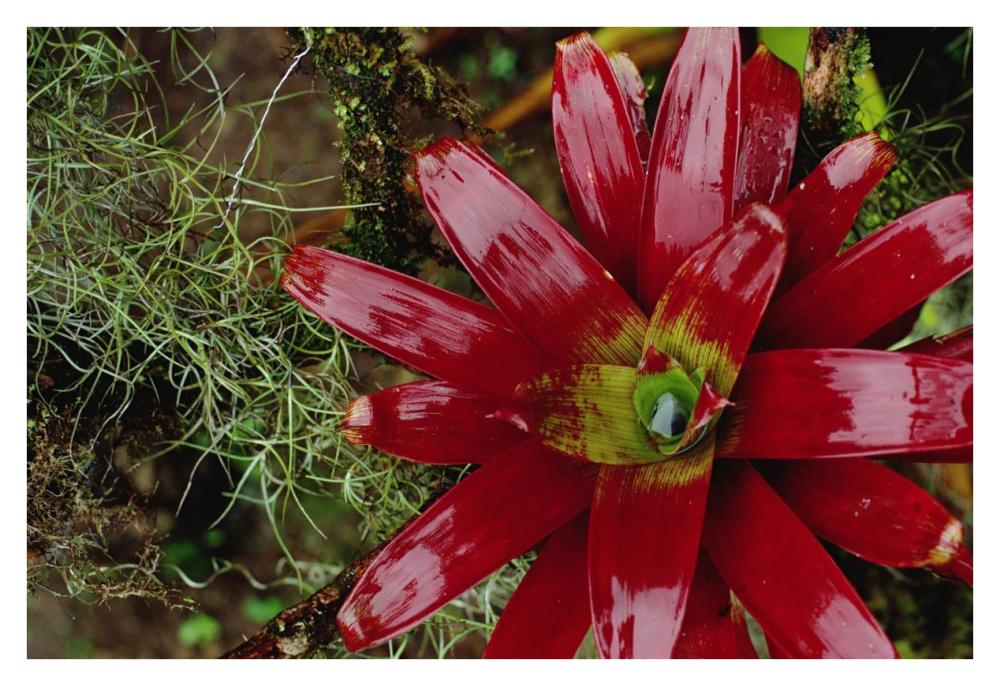 Tufted Airplant And Spanish Moss , La Planada Reserve, Colombia-Paper Art-38X26