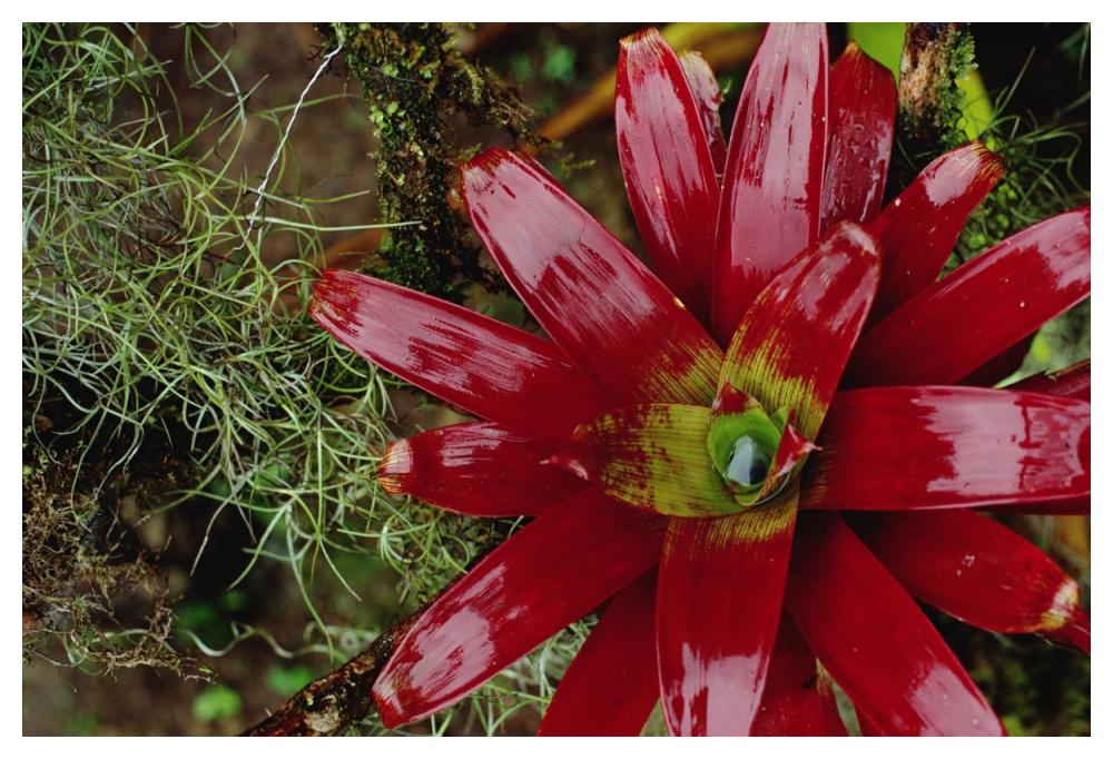 Tufted Airplant And Spanish Moss , La Planada Reserve, Colombia-Paper Art-50X34