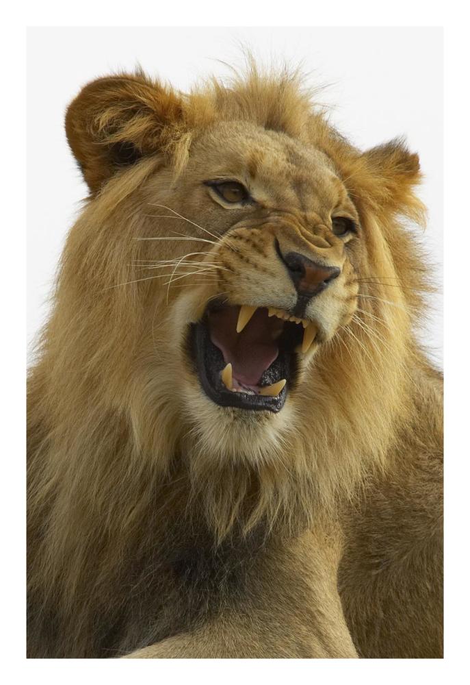 African Lion Male Growling, Native To Africa-Paper Art-18X26