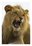 African Lion Male Growling, Native To Africa-Paper Art-18X26