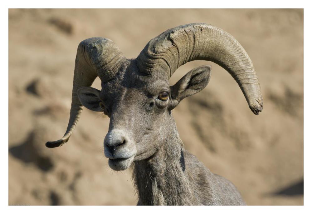 Bighorn Sheep Male, Native To North America-Paper Art-38X26